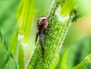  Philodromus 