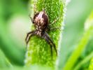  Philodromus 