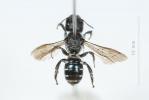  Osmia cephalotes Morawitz, 1870