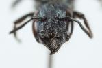  Osmia cephalotes Morawitz, 1870