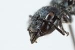  Osmia cephalotes Morawitz, 1870