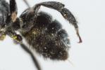  Osmia cephalotes Morawitz, 1870