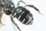  Osmia cephalotes Morawitz, 1870