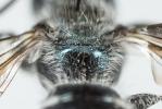  Osmia cephalotes Morawitz, 1870