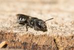  Osmia cephalotes Morawitz, 1870