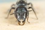 Osmia cephalotes Morawitz, 1870