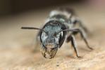  Osmia cephalotes Morawitz, 1870
