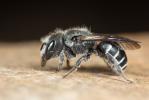  Osmia cephalotes Morawitz, 1870