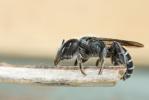  Osmia cephalotes Morawitz, 1870