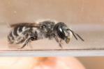  Osmia signata Erichson, 1835