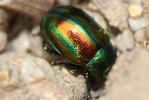  Chrysolina fastuosa (Scopoli, 1763)