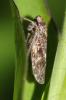  Allygus modestus Scott, 1876
