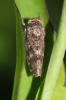  Allygus modestus Scott, 1876