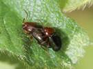 Podagrica malvae (Illiger, 1807)