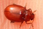 Sphaeroderma testaceum (Fabricius, 1775)