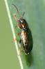  Crepidodera aurata (Marsham, 1802)