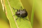  Bromius obscurus (Linnaeus, 1758)
