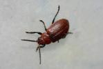  Emarhopa rufa (Germar, 1824)