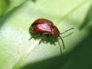  Emarhopa rufa (Germar, 1824)
