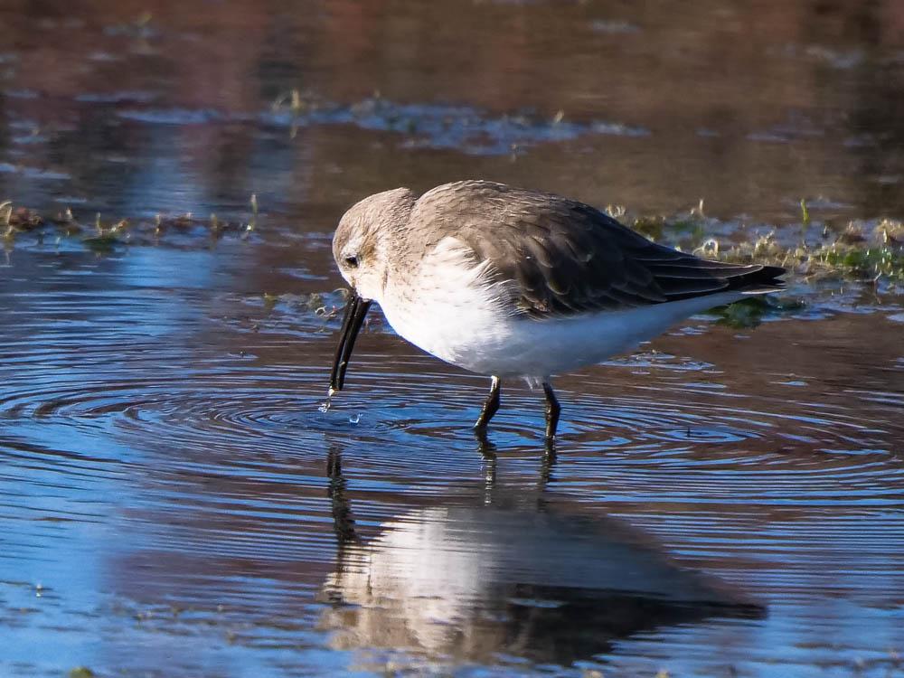 Bécasseau sanderling Calidris alba (Pallas, 1764)