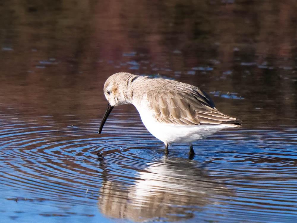 Bécasseau sanderling Calidris alba (Pallas, 1764)