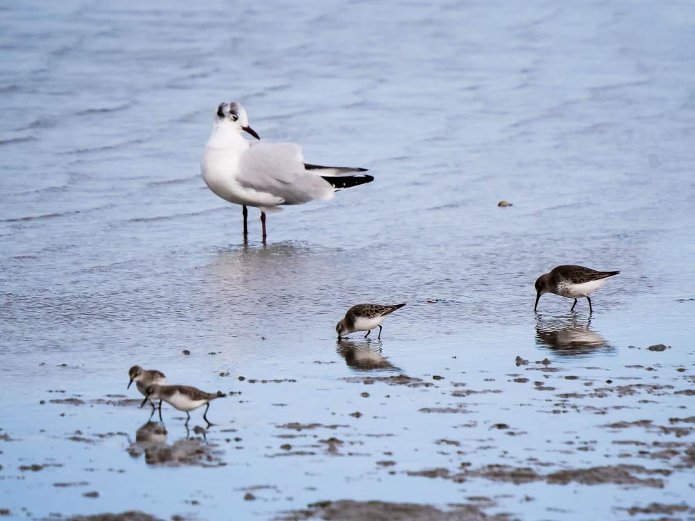 Bécasseau minute Calidris minuta (Leisler, 1812)