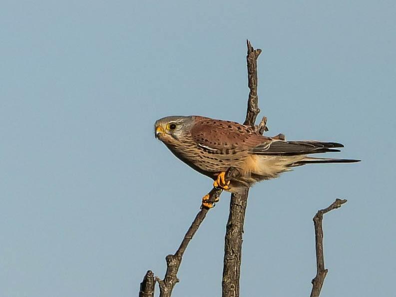Faucon crécerelle Falco tinnunculus Linnaeus, 1758