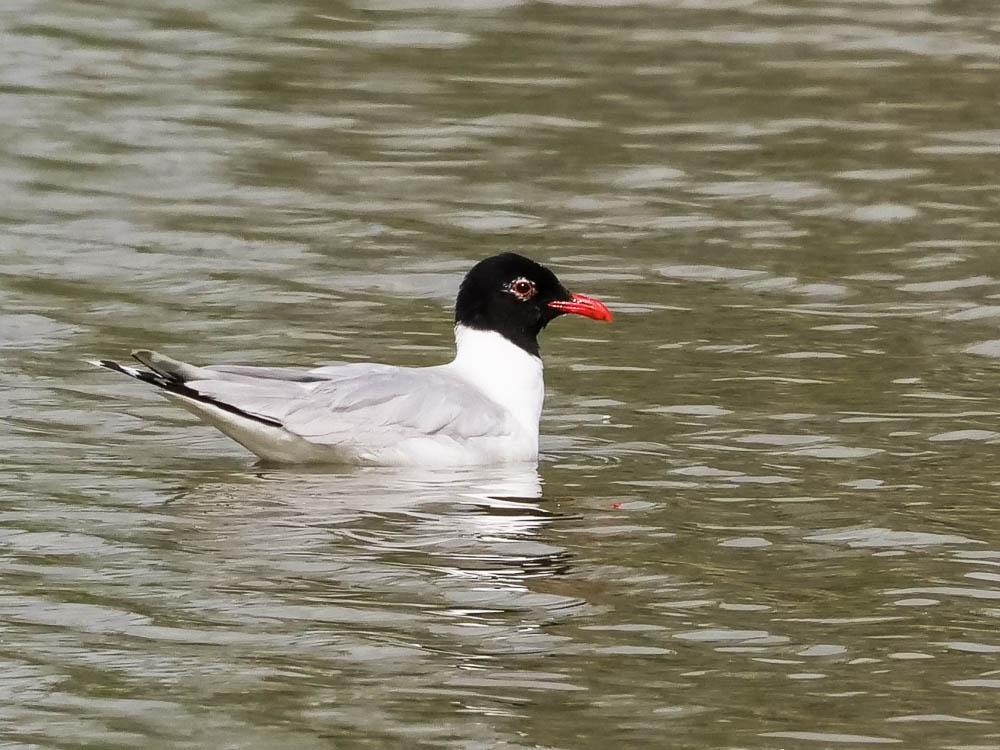 Mouette mélanocéphale Ichthyaetus melanocephalus (Temminck, 1820)