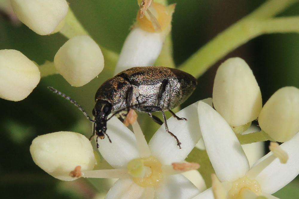 Mycterus curculioides (Fabricius, 1781)