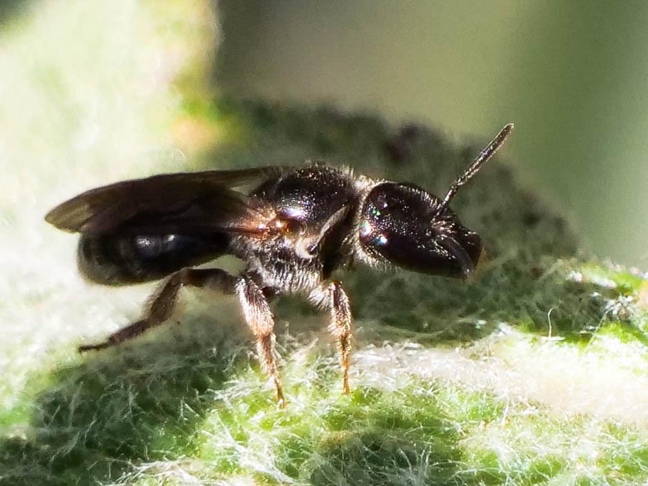  Lasioglossum clypeare (Schenck, 1853)