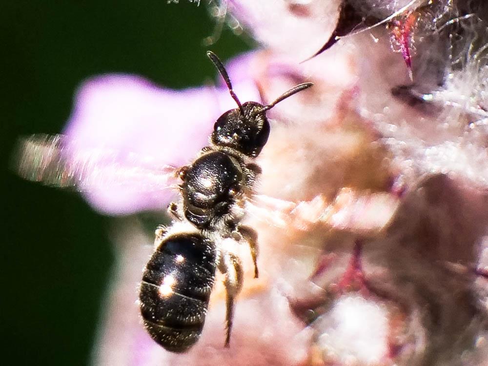 Lasioglossum clypeare (Schenck, 1853)