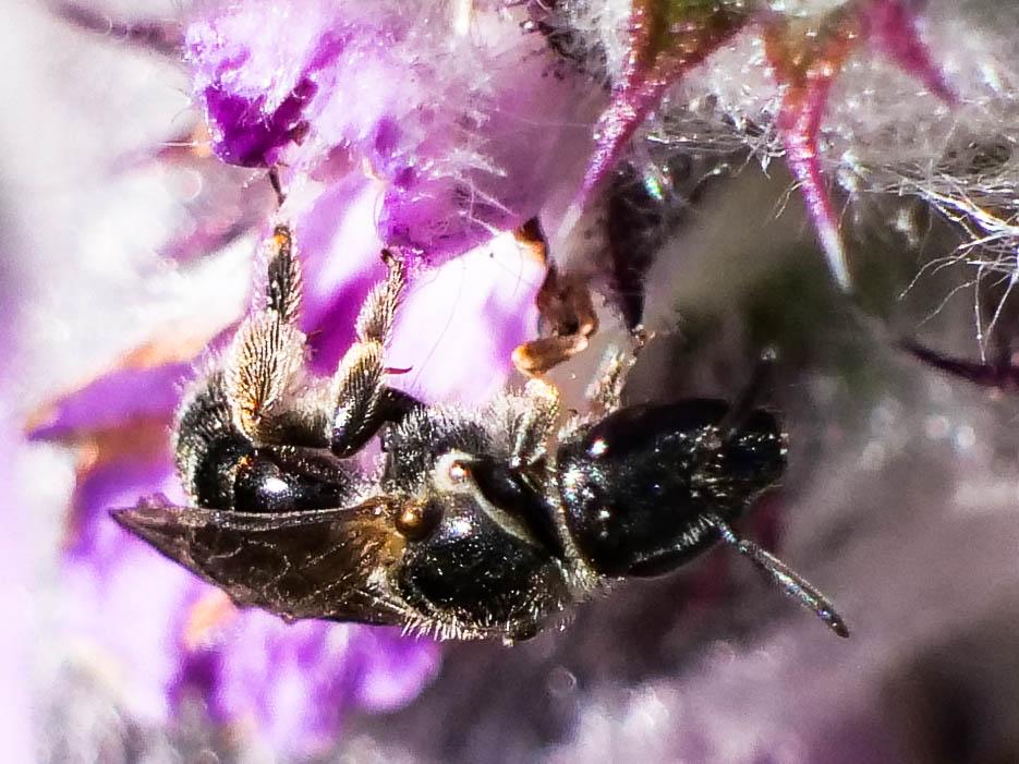 Lasioglossum clypeare (Schenck, 1853)