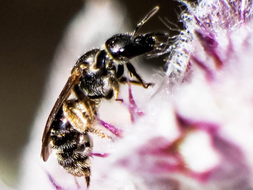 Lasioglossum clypeare (Schenck, 1853)