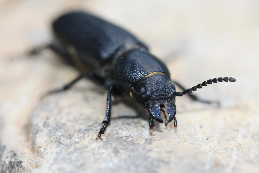 Prionus coriarius (Linnaeus, 1758)