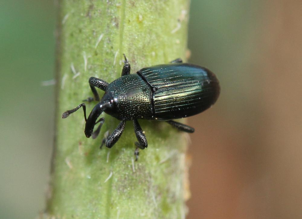  Aulacobaris coerulescens (Scopoli, 1763)