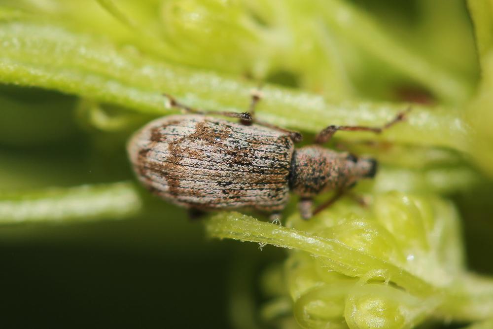  Polydrusus tereticollis (De Geer, 1775)