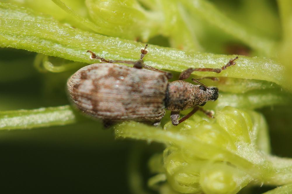  Polydrusus tereticollis (De Geer, 1775)
