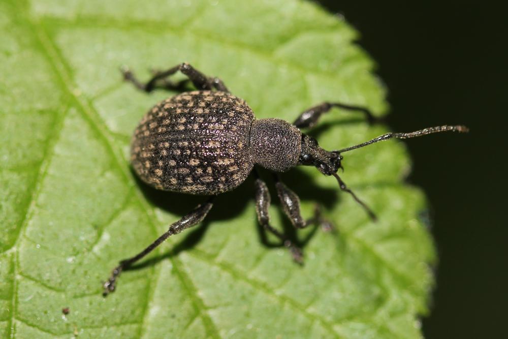  Otiorhynchus armadillo (Rossi, 1792)