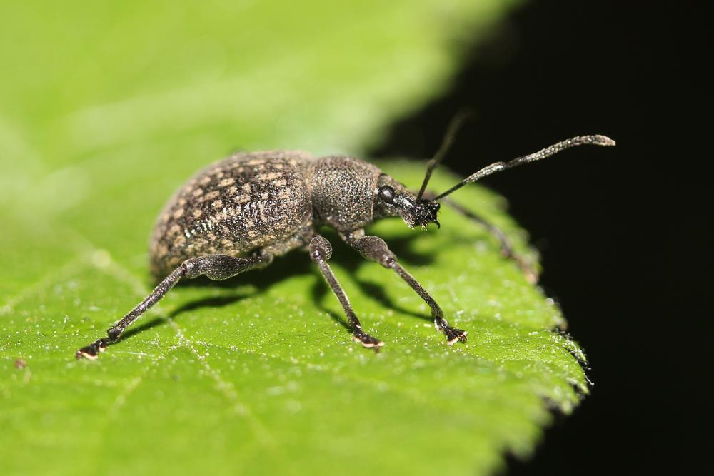  Otiorhynchus armadillo (Rossi, 1792)