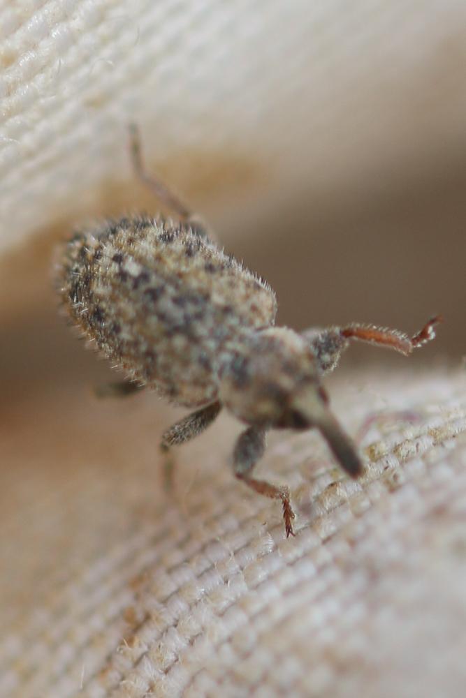  Hypera pastinacae (Rossi, 1790)
