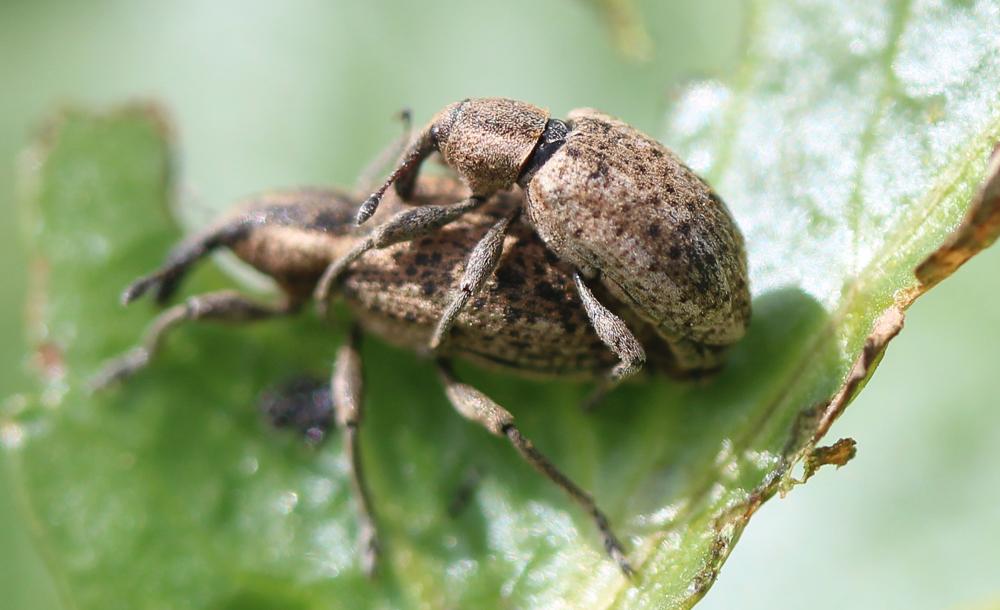  Hypera conmaculata (Herbst, 1795)