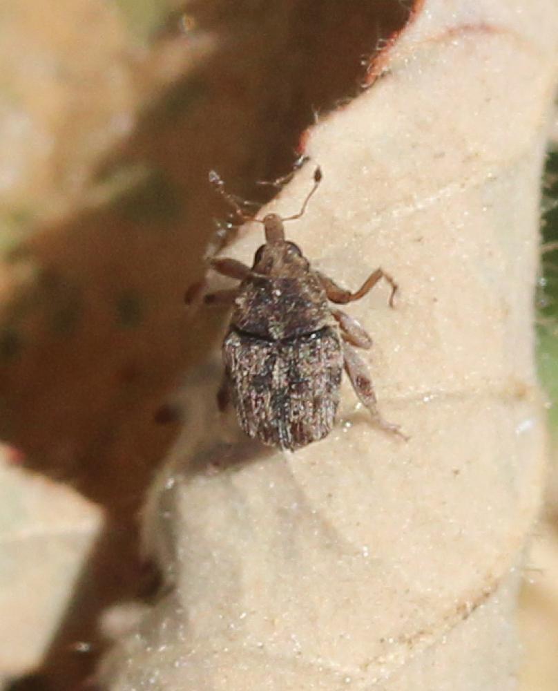 Hypurus bertrandi (Perris, 1852)
