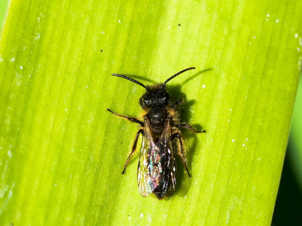  Andrena bicolor Fabricius, 1775