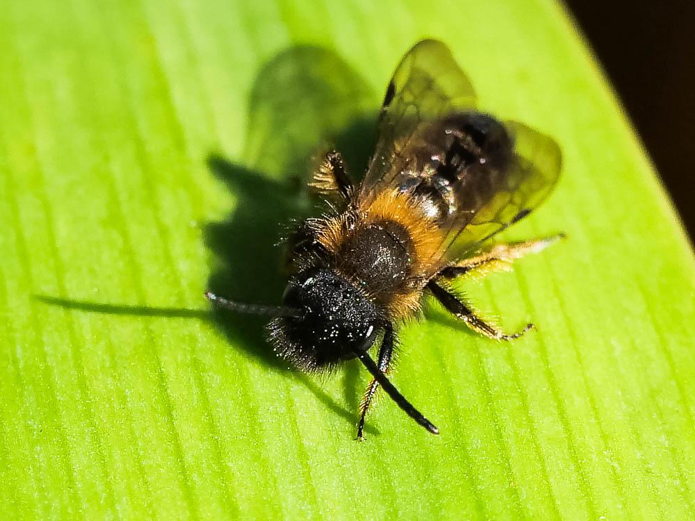  Andrena bicolor Fabricius, 1775