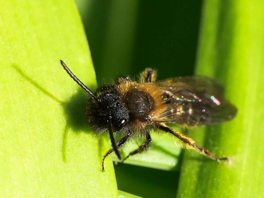 Andrena bicolor Fabricius, 1775