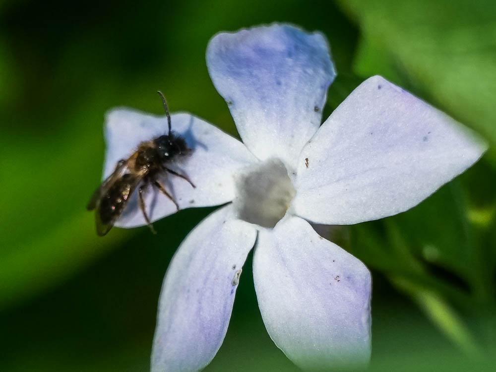 Andrena bicolor Fabricius, 1775