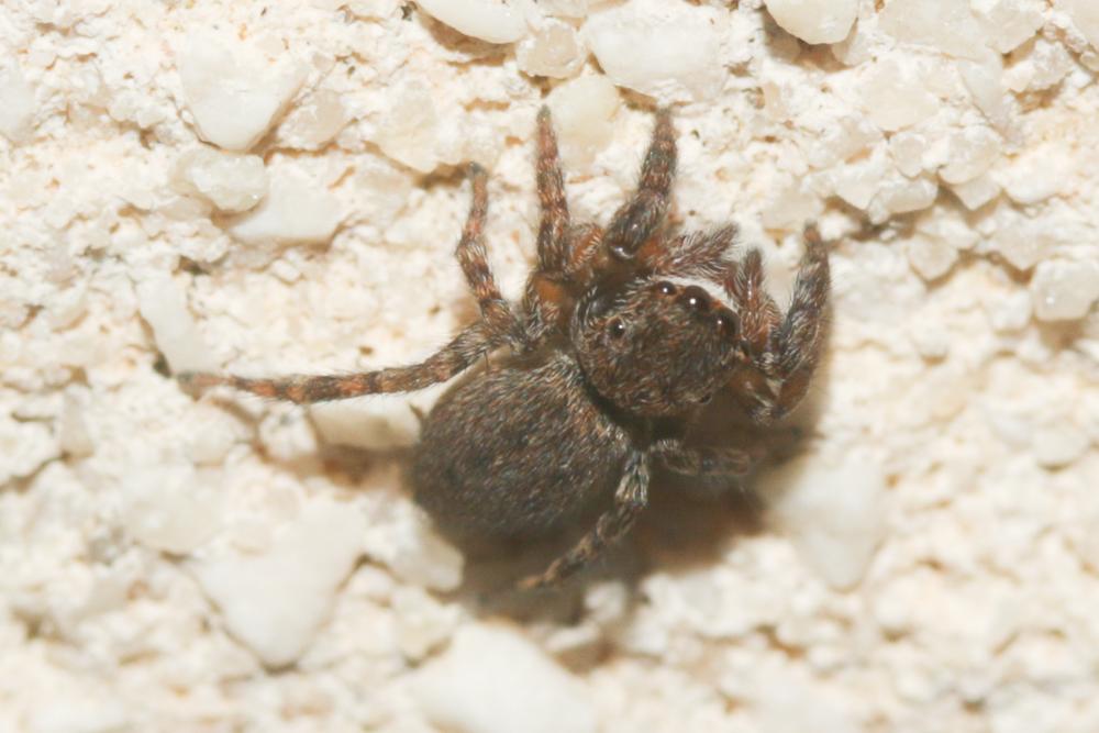 Euophrys rufibarbis (Simon, 1868)