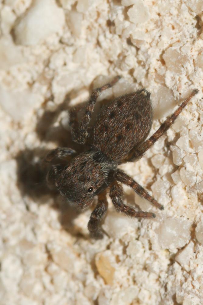 Euophrys rufibarbis (Simon, 1868)