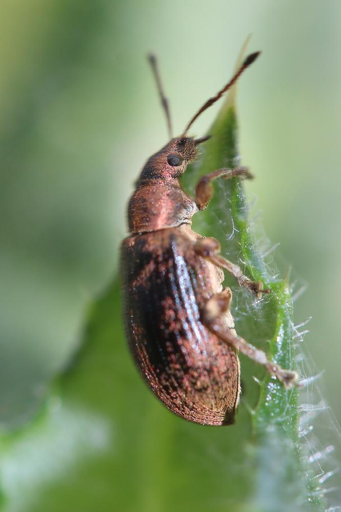 Phyllobius pyri (Linnaeus, 1758)