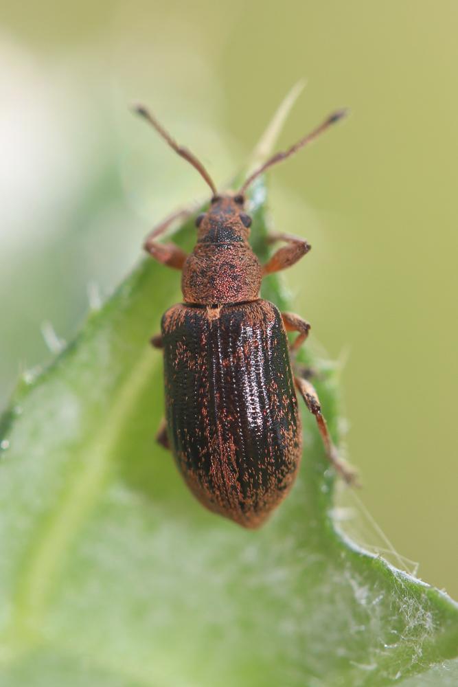 Phyllobius pyri (Linnaeus, 1758)